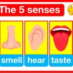 sensory language