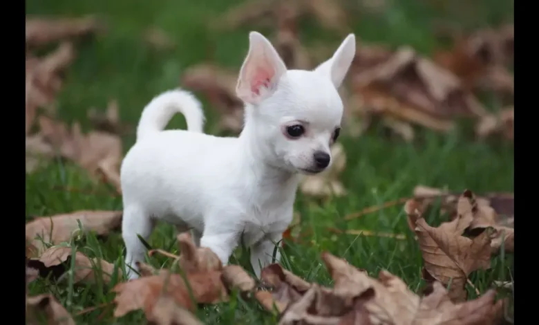 why do chihuahuas shake