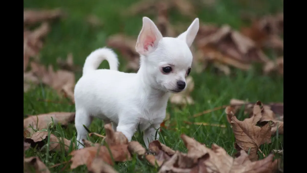 why do chihuahuas shake